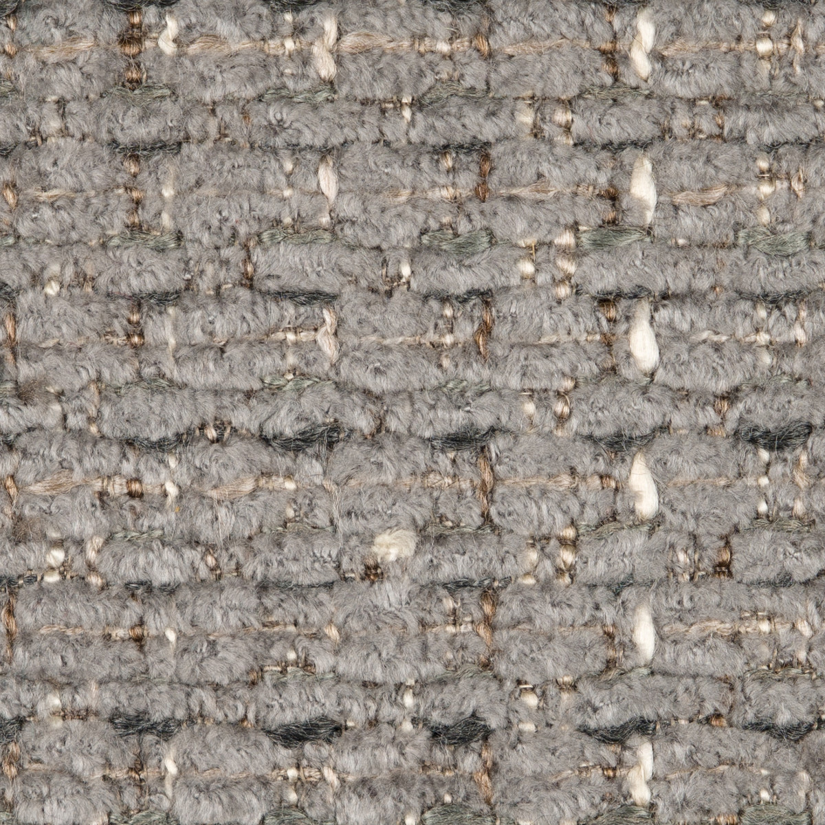 aster grey