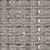 aster grey