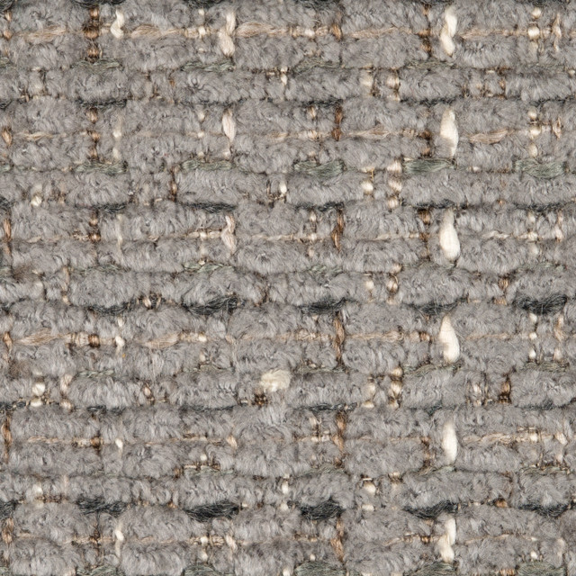 aster grey
