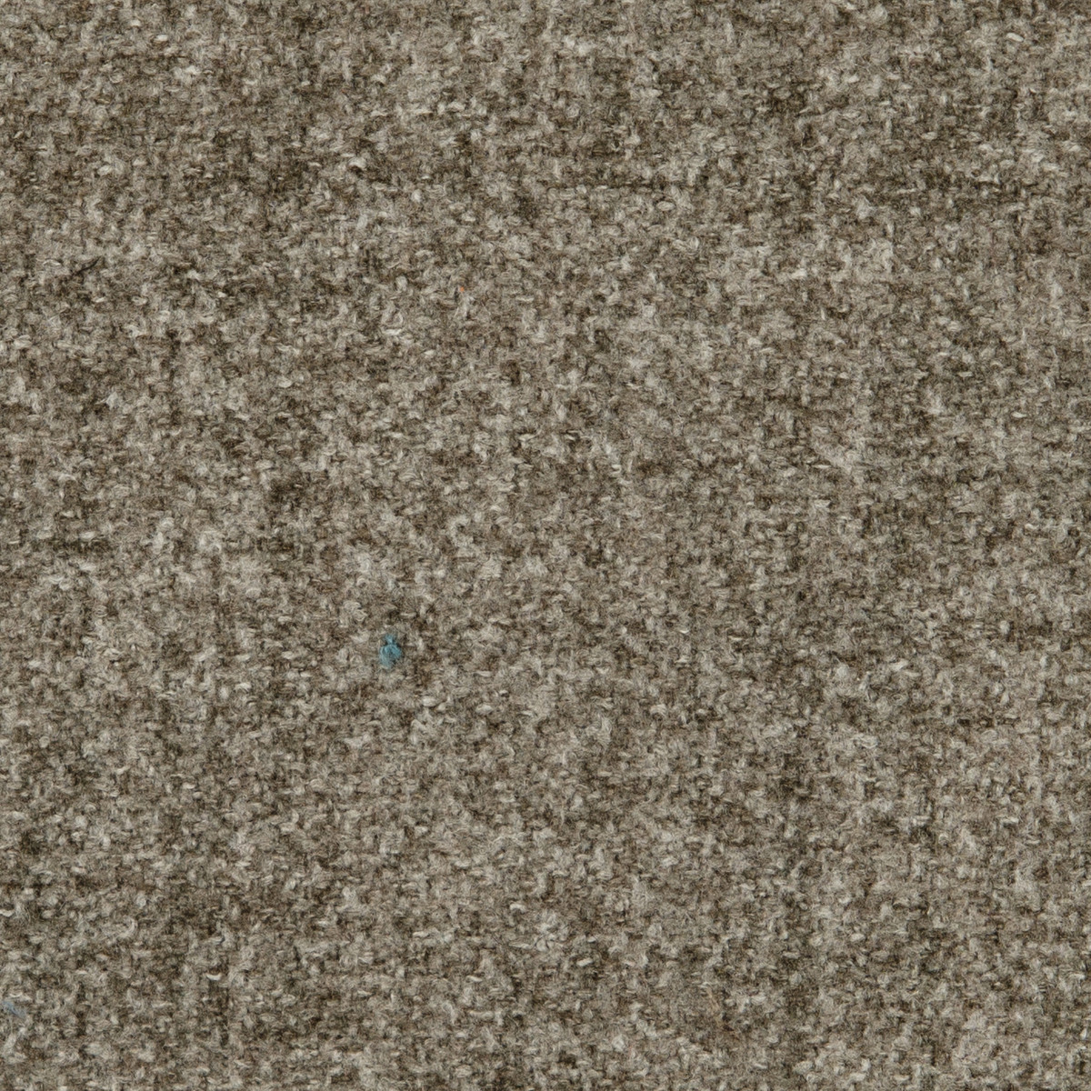 clover grey